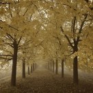 Autumn in the Venetian countyside